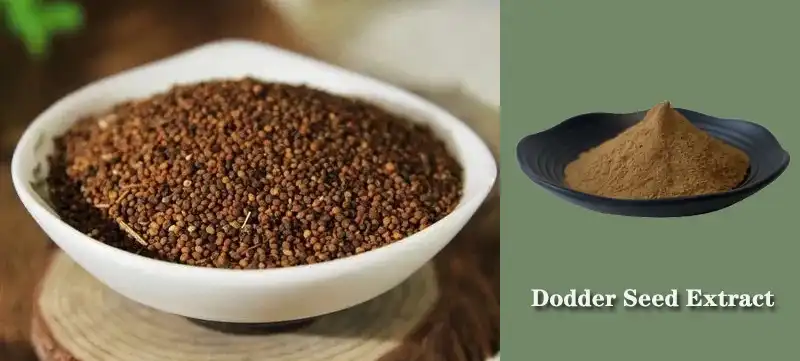 Dodder Seed Extract Supplier.jpg